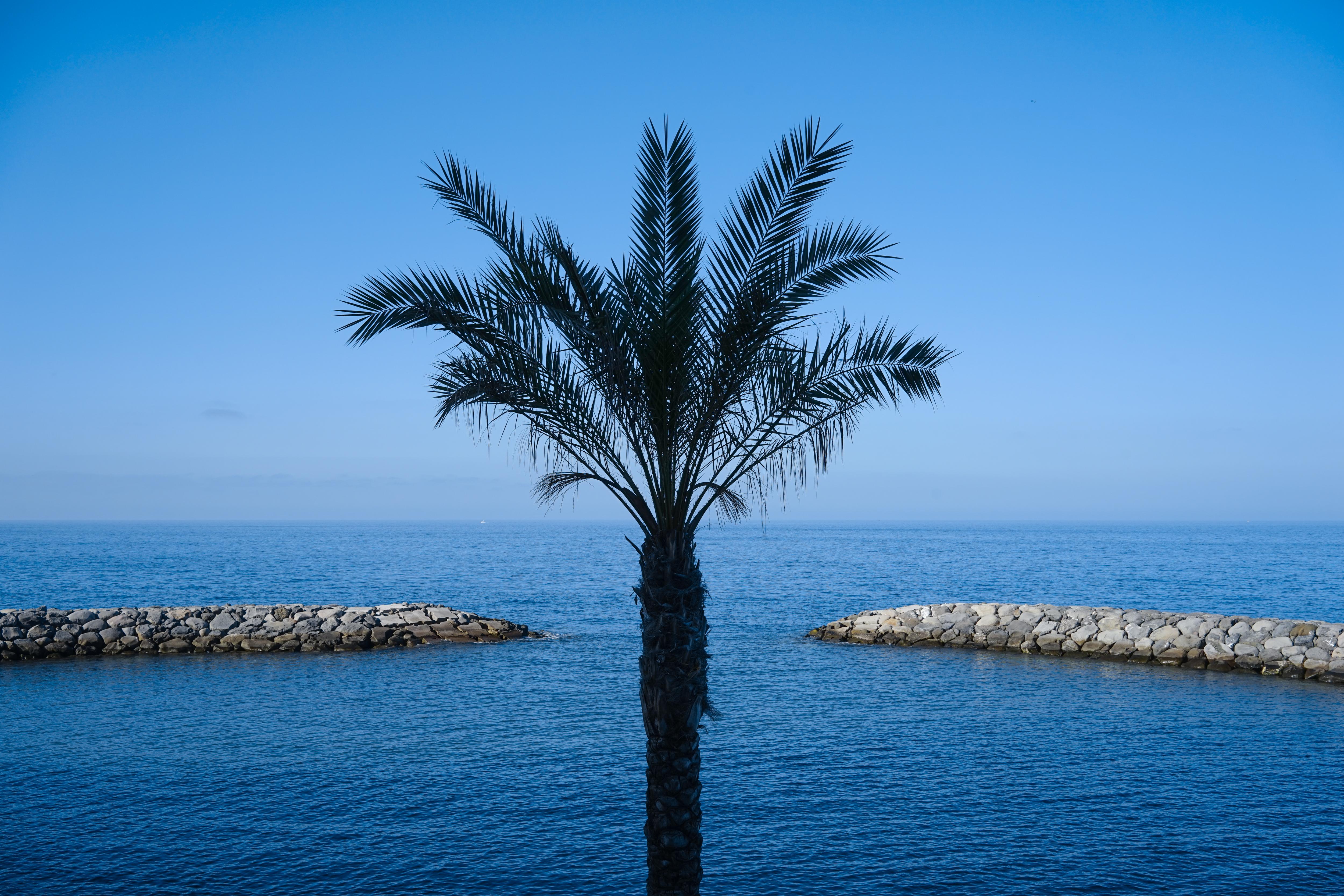 Saccharum - Resort And Spa - Savoy Signature Calheta  Exterior photo Palm tree in Varna, Bulgaria